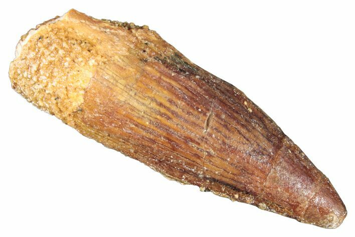 Fossil Juvenile Spinosaurus Tooth - Real Dinosaur Tooth #268738